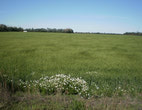 Pre-Construction (1)